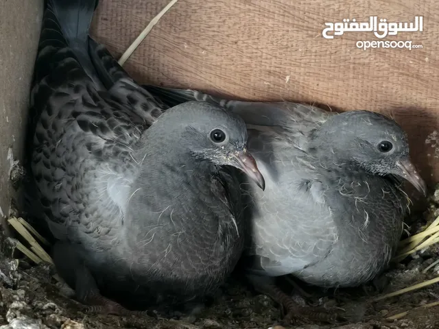 فروخ حمام حجم كبير