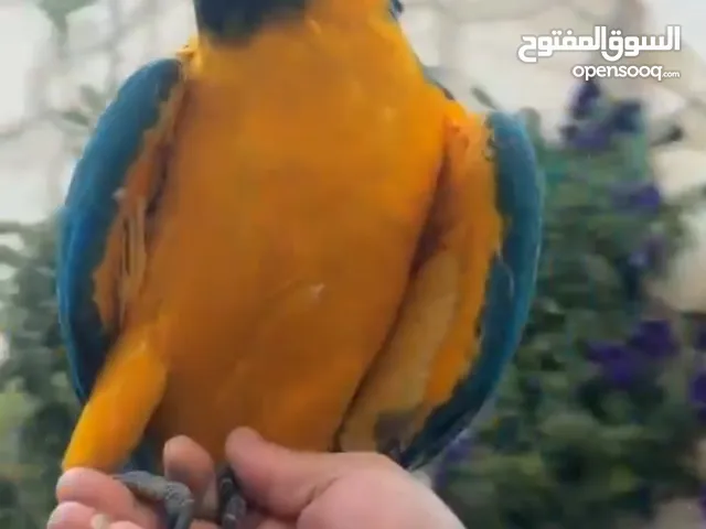 فرخ ببغاء مكاو بلو اند جولد مزرعه حجل ذهبي مفحوص فحوصات طبيه