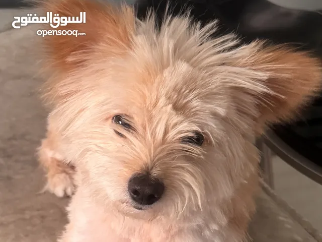 A mixed Maltese and Pomeranian dog