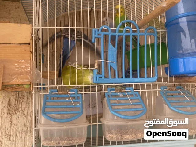 بادجي للبيع