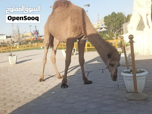 السلام وعليكم متوفر حيوانات للبيع