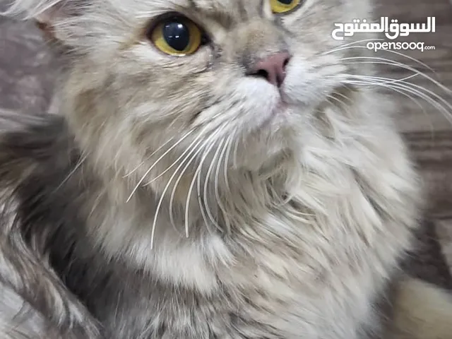 قطة شيرازي