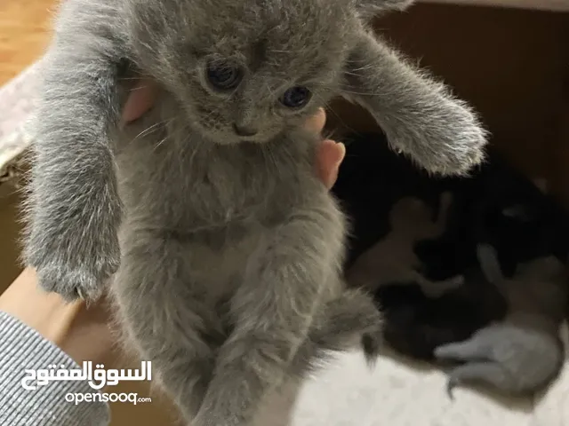 قطه صغيره للبيع بريطانيه العمر شهر