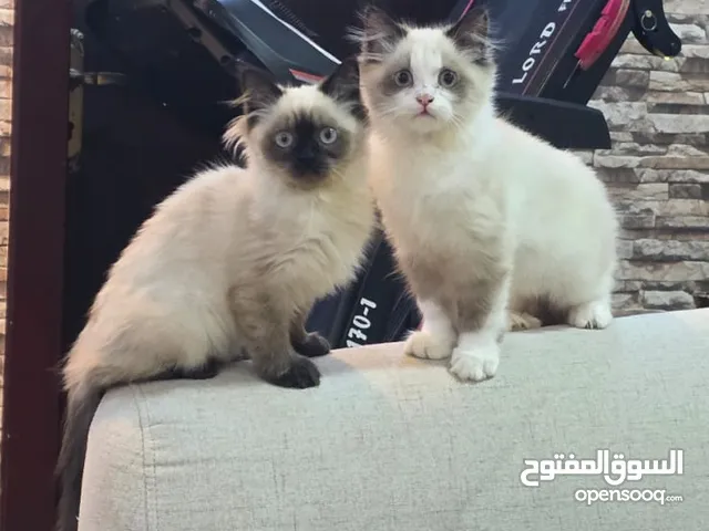 للبيع قطط هملايا