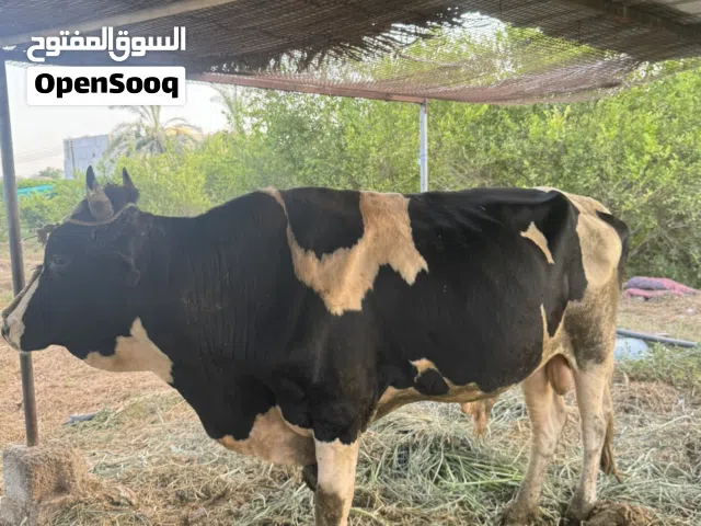 عجل يصلح للذبح او التربيه