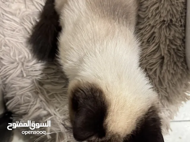 انثى للتبني