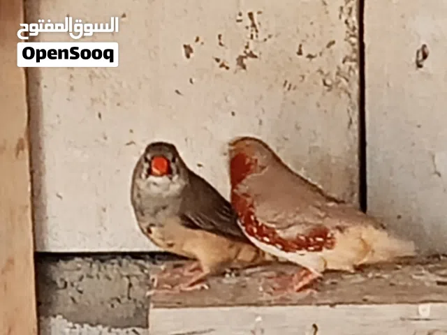 فنجس زبيرا سوبر جامبو