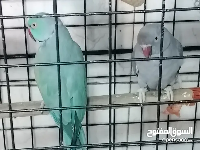 ببغاء دره للبيع