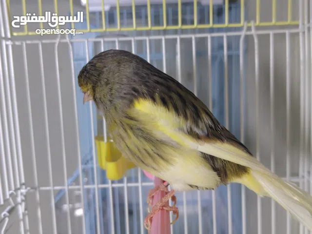 زكر كناري جوليستر