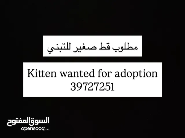 مطلوب للتبني