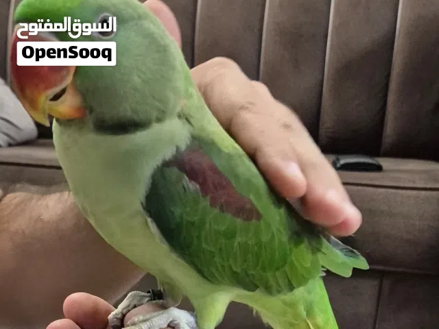 ببغاء نيبالي أليف جدا حجم جامبو