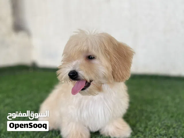 انثى مالتيبو عمرها 3 شهور