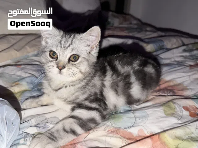 قط ذكر أمريكان شورت هير