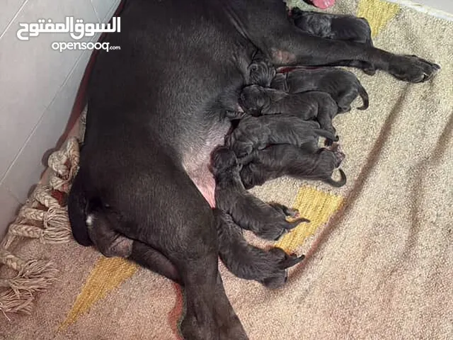 جراوي كين كورسو. Cane Corso puppies