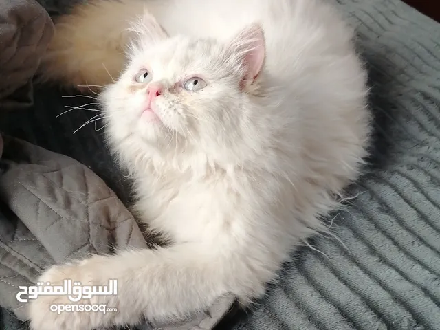 انثى هيمالايا اورنج بلو ايز عمر 4 اشهر ونص عيون زرق صحه ممتازهه دبدوبهه نظيفهه واليفهه