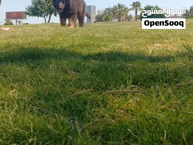 أنثى لونق هير
