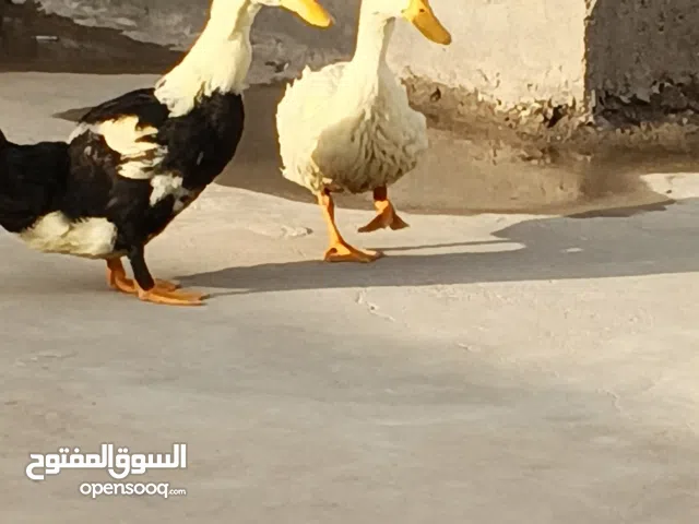 بش زوج مال بيت نضيف كلش