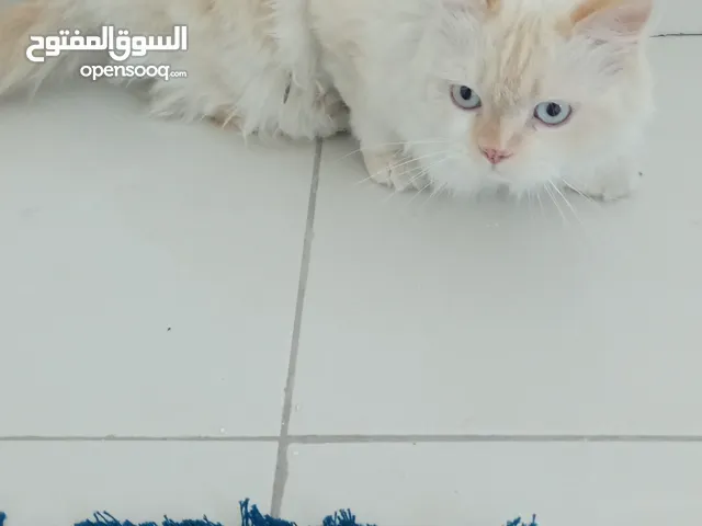 قط هيمالايا للبيع. مع كامل التجهيزات