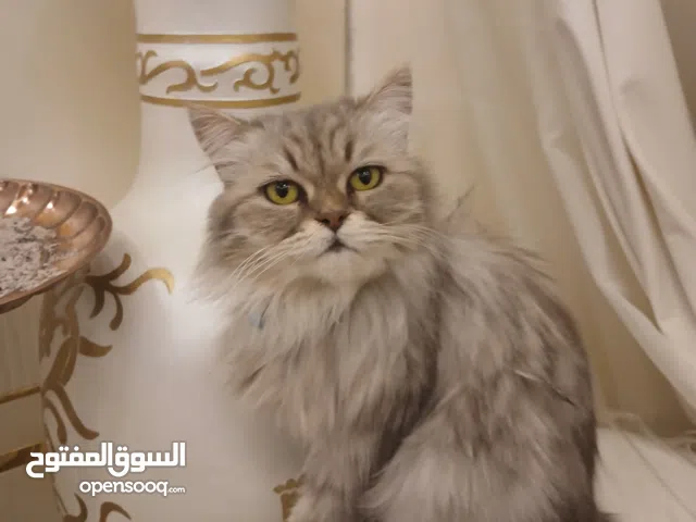 قطه شنشيلا gray (عمان) السعر في الوصف