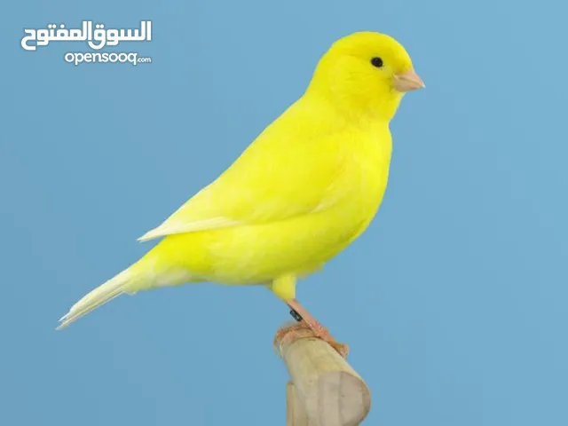 تشكيلة كنارات خرافية البيع عالسمع اذا مش نار ومغنى احلى من ام كلتوم لا تشيل تعال عالوصف