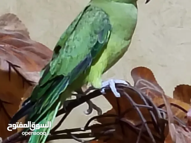 ببغاء الدرة للبيع