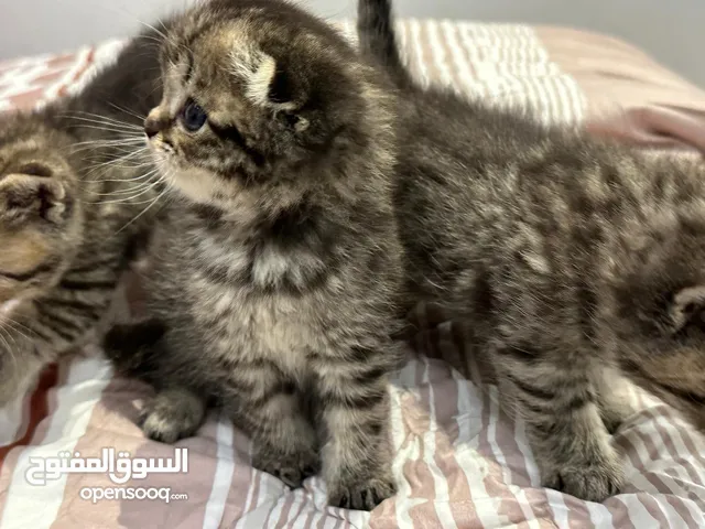 Scottish kittens for sale