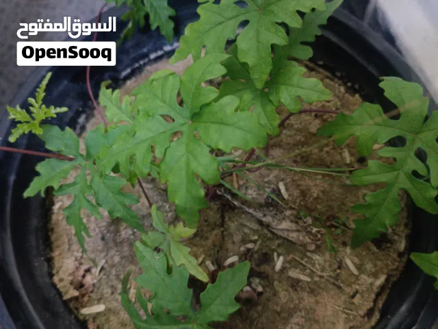 مطلوووووووب فناجس كرست