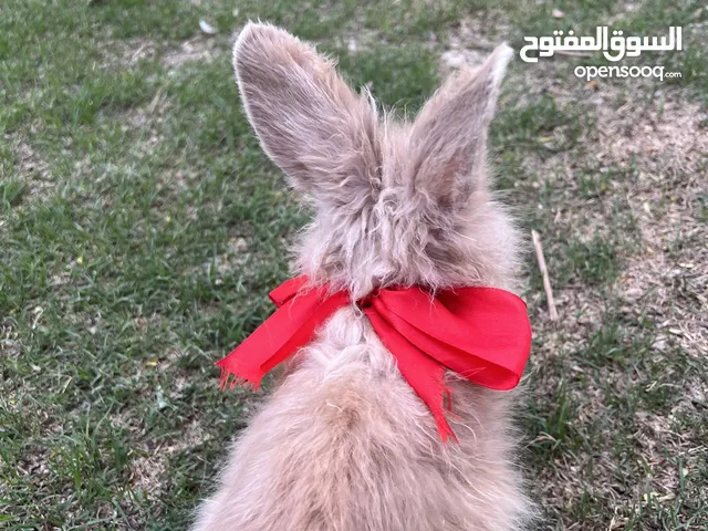 انثى تيدي لوب