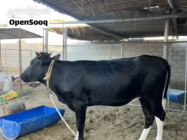 للبيع بقره بكره فوووول سمنه