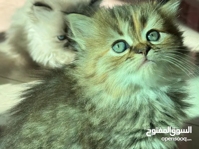 chatton persan