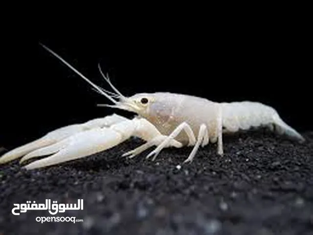 استكوزا وروبيان ونباتات لاحواض سمك زينة