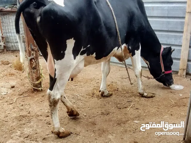 اللهم صل على محمد وال محمد حيوانه ام ثاني بطن تحتها بجر كافت شروط الجني