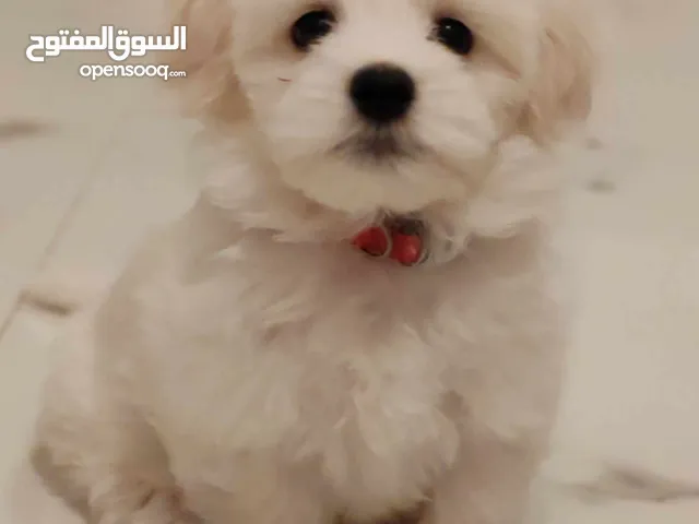 pet pure Maltese with Vaccination and passport