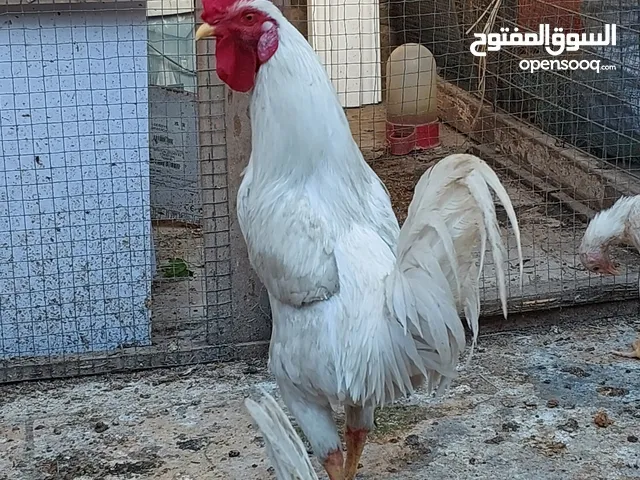 متاح دجاج عرب أصلي