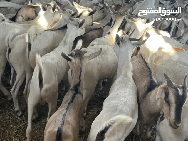 للبيع تيوس يمنيه وتيوس صوماليه في صحار