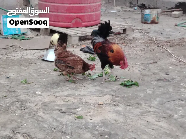 دجاج كويتي شمسي  ايخبل بياض خط اول