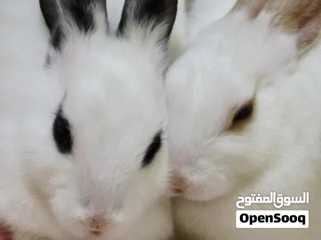 2 Rabbits (doe) 4months old