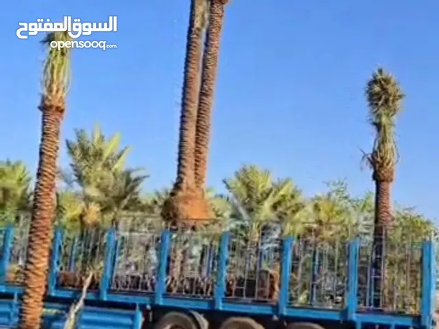 توريد وغرس جميع أنواع النخيل