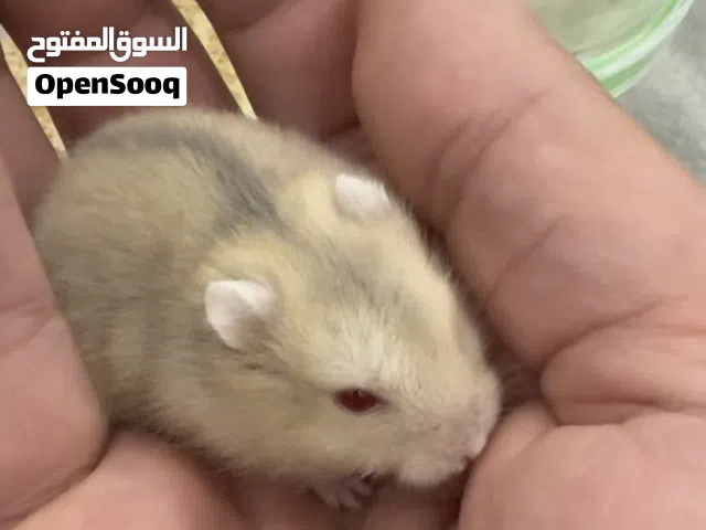هامستر روسي