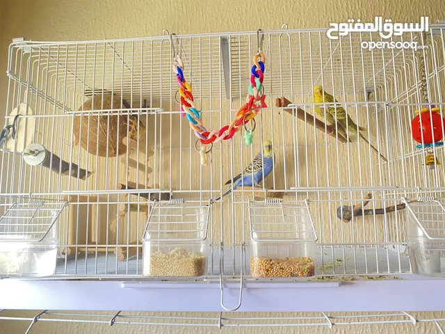 Charming Budgerigar Parakeets Looking (4). for a New Home