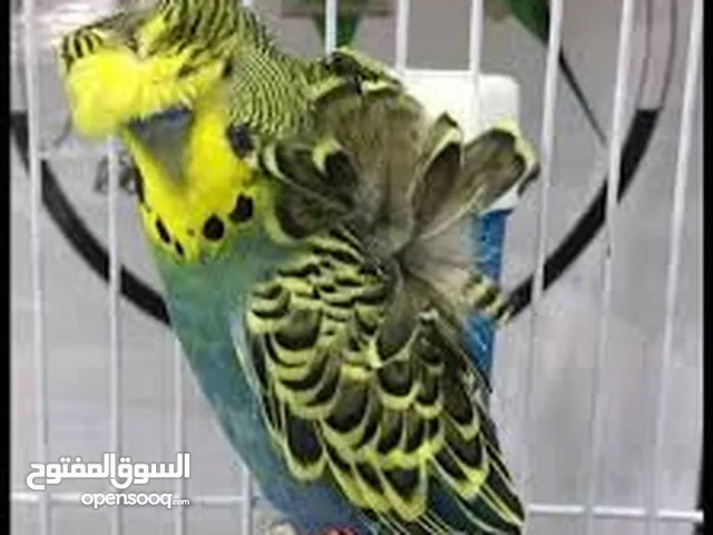 طيور حب دبل ورده لوان ابيض واصغر وازرق واخضر