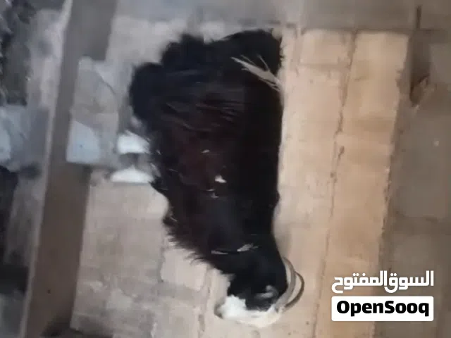 للبيع شاه سمينه فول
