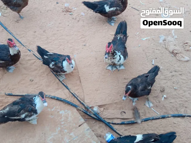 دجاجعدد 6 بط عدد 9