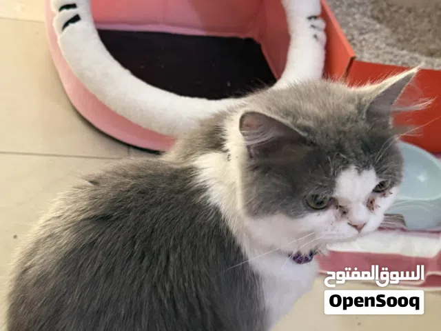 قطه شيرازي عمرها 5-6 شهور مع مرفقاتها