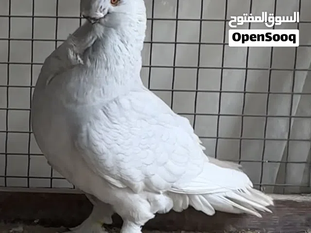 للبيع بلندونيت لافندر من النوادر