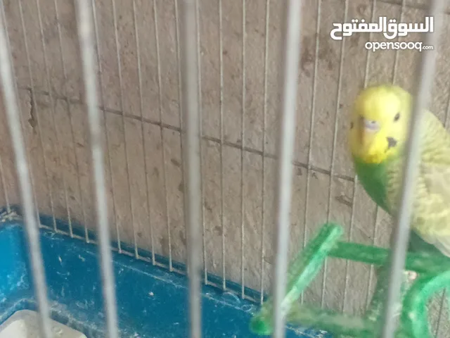 أربع جواز حب وفحلين