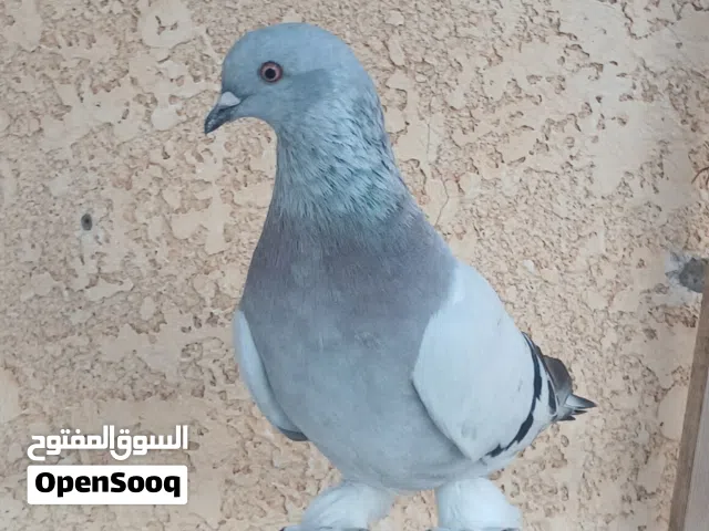 دكر تاكلة علي ريشتين خوصة سريتي