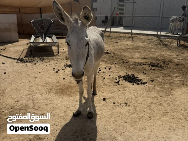 Female donkey
