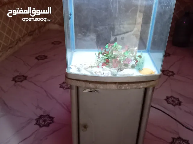 حوض السمكه