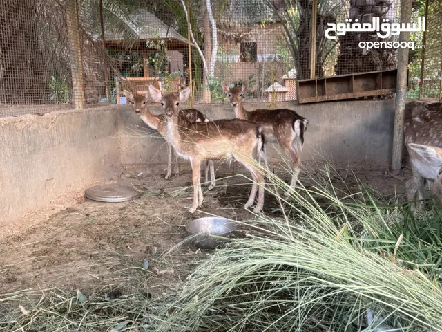 غزلان فولير للبيع